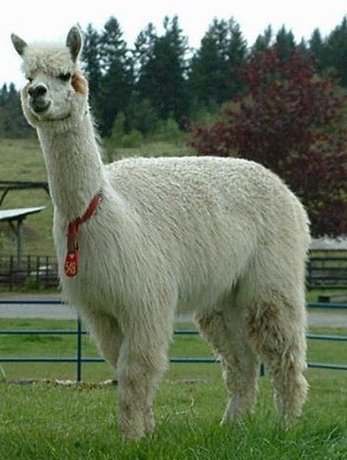 Alpaca For Sale - Summer Sunset D548 AOA at Fancy Fiber Farm